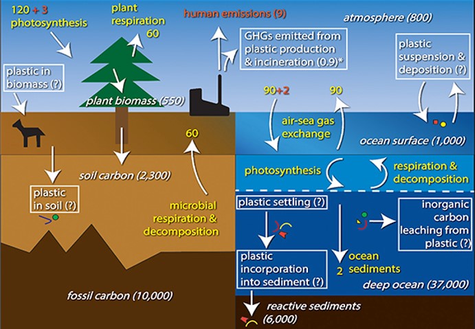 The Carbon Cycle.